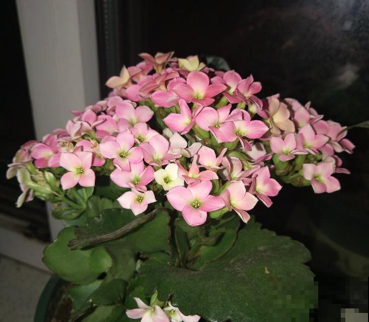 挖勺小苏打泡水里,植株上喷一喷,轻松治病害! 挖勺小苏打泡水里,植株上喷一喷,轻松治病害!