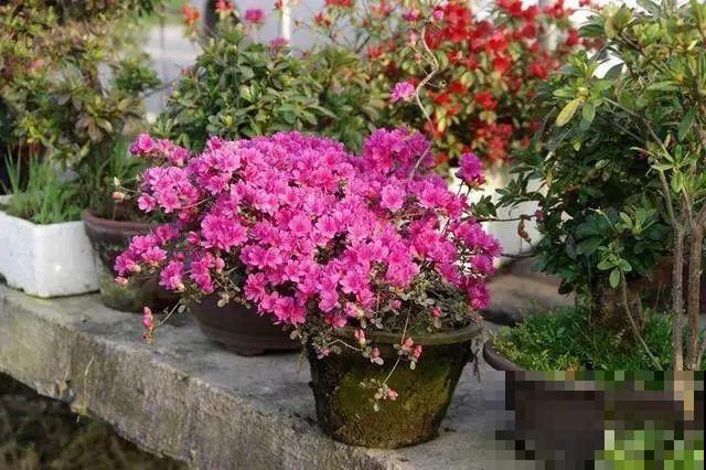 小盆养花好，大盆养花死，真准！