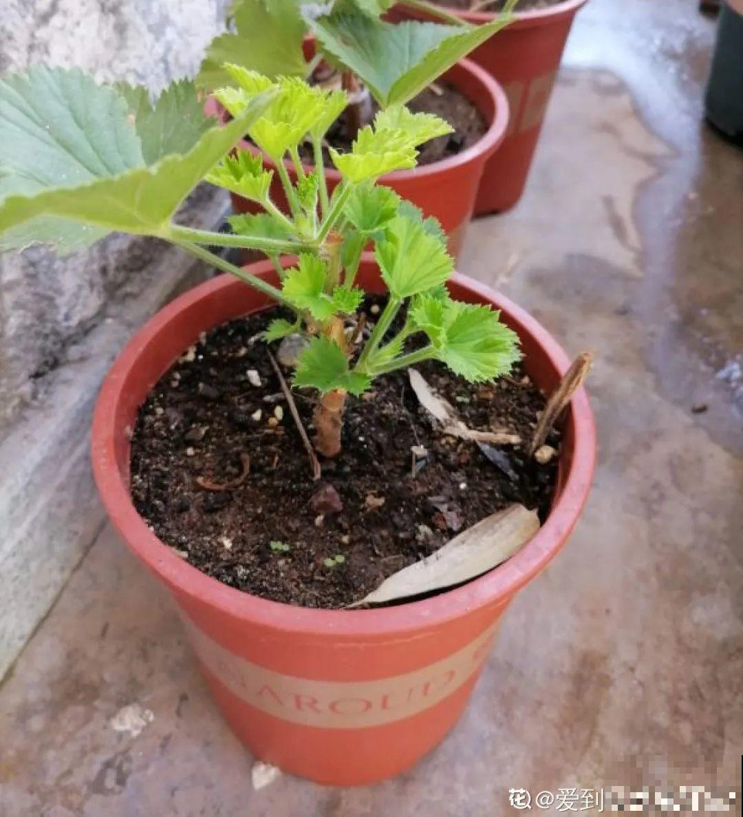 8种花，养嫩不养老，老了要多修剪！