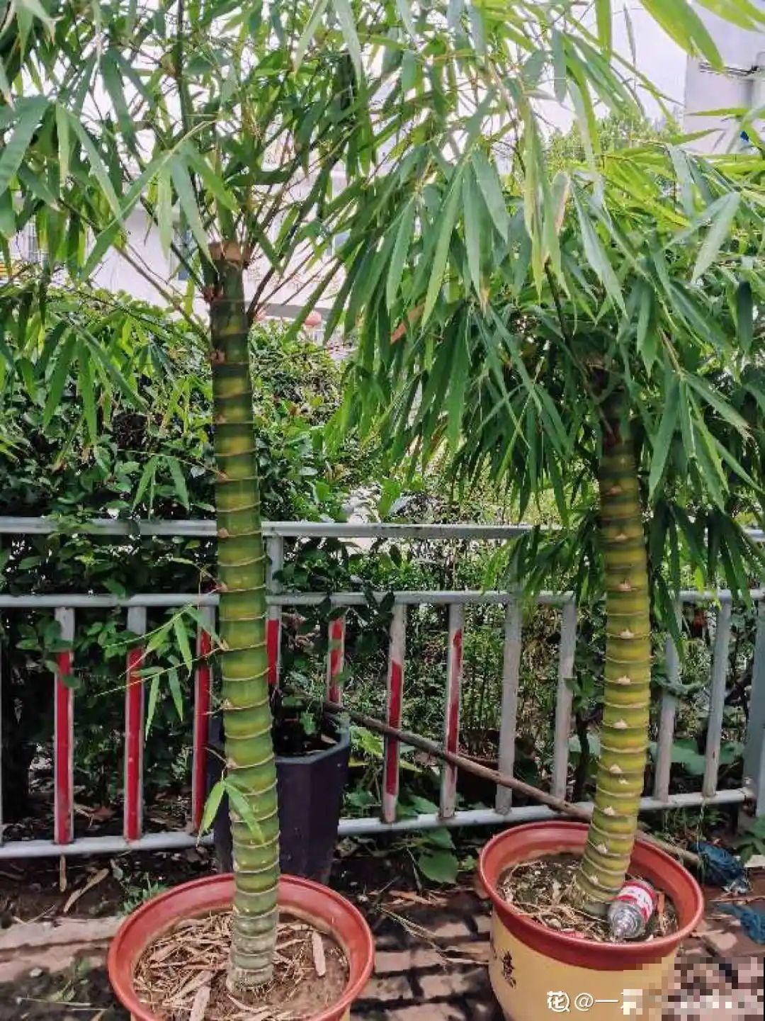 6种花特耐寒，断水两个月，也能正常生长