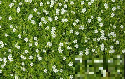 爱尔兰苔藓和苔藓长得像，不一样，搞错闹笑话！