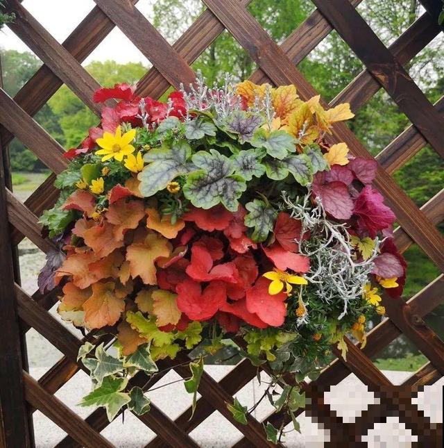 冬天就养耐阴花，没光也能开爆盆，扔角落自己疯长！