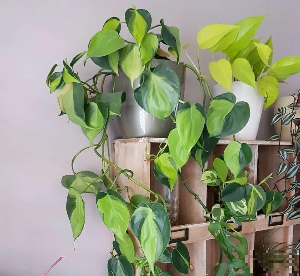 绿萝、吊兰变异了？这些品种，你未必都见过！