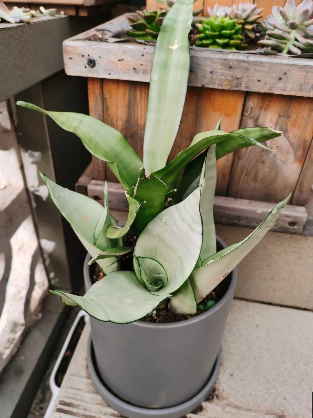 想省心就养这些花,没有病虫害,就爱开花! 想省心就养这些花,没有病虫害,就爱开花!