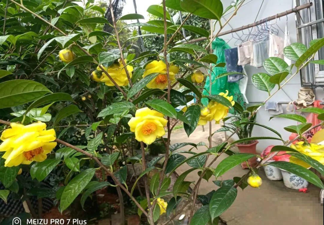 十一赏花图谱，看了啥花都认识，不用问别人！