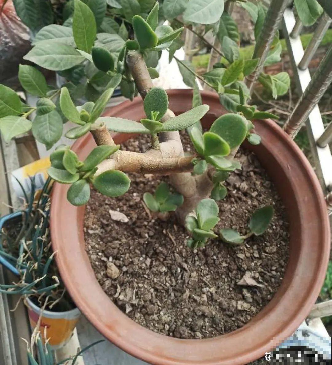 水浇多了，快把土刨掉，否则花3天必死！