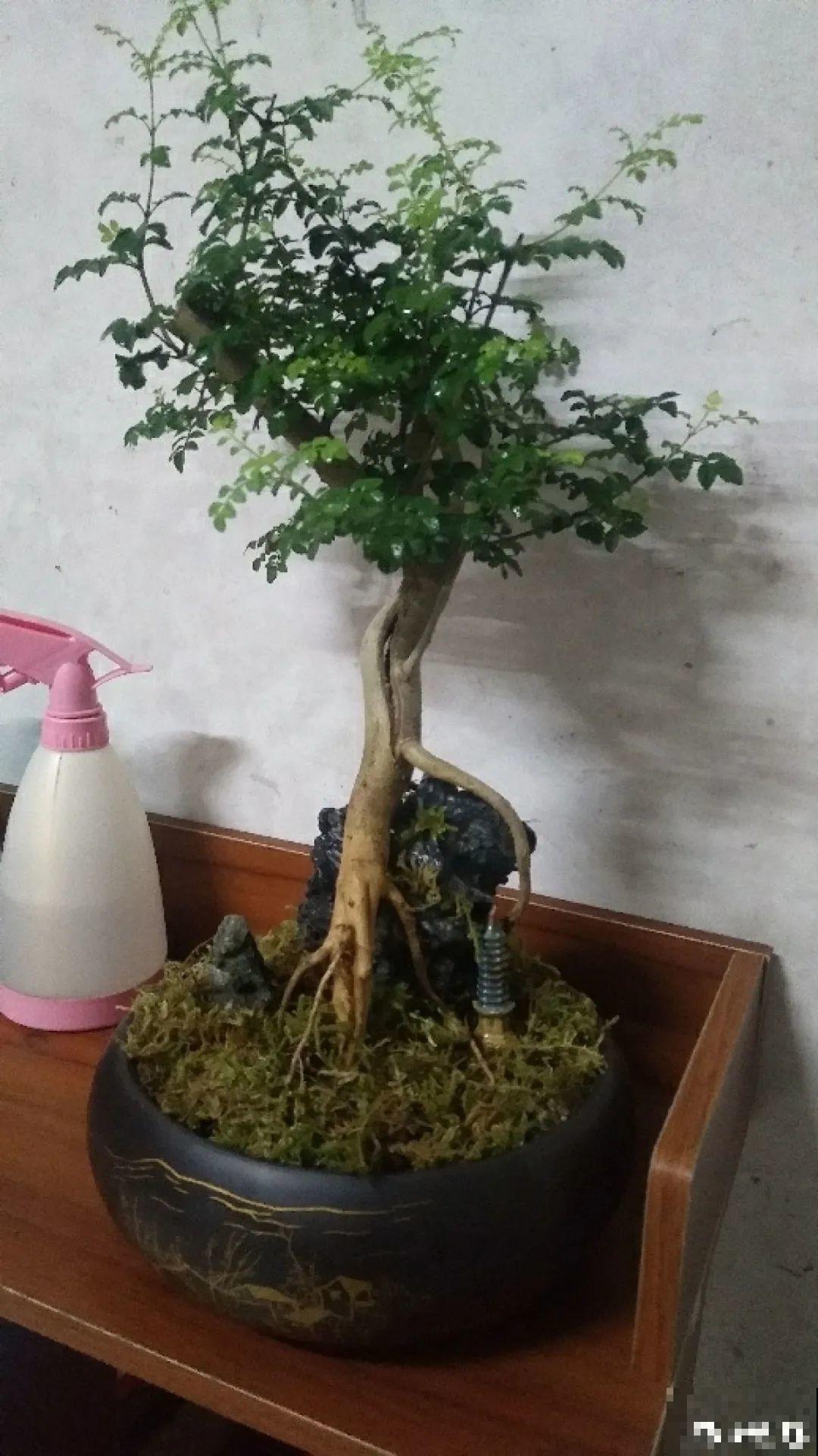 农村当柴火的花，花市卖得可贵，你认识几种？