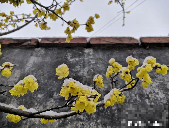 适合地栽养的花木，只要种一棵，年年有花赏！
