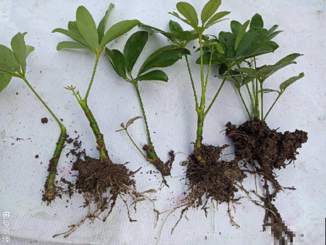 冬天扦插，只用一张塑料薄膜，就能长出小嫩芽