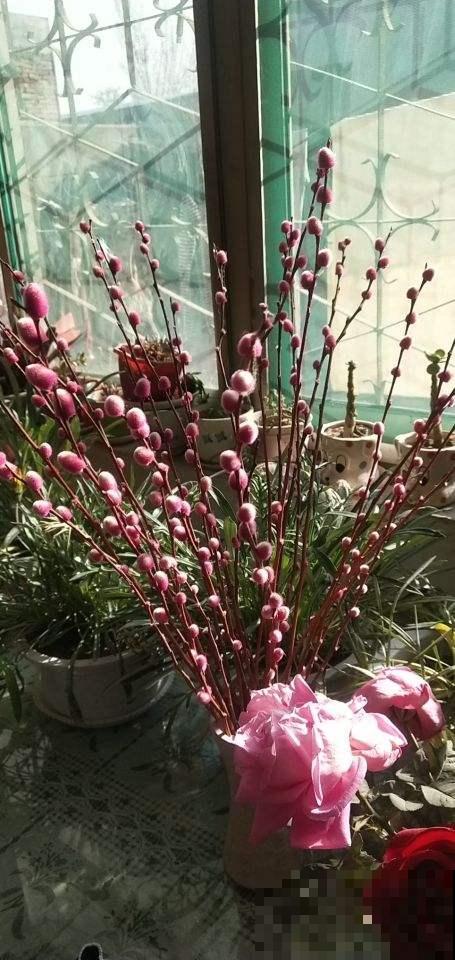 3种花特难养，不如直接插瓶里，更容易养护