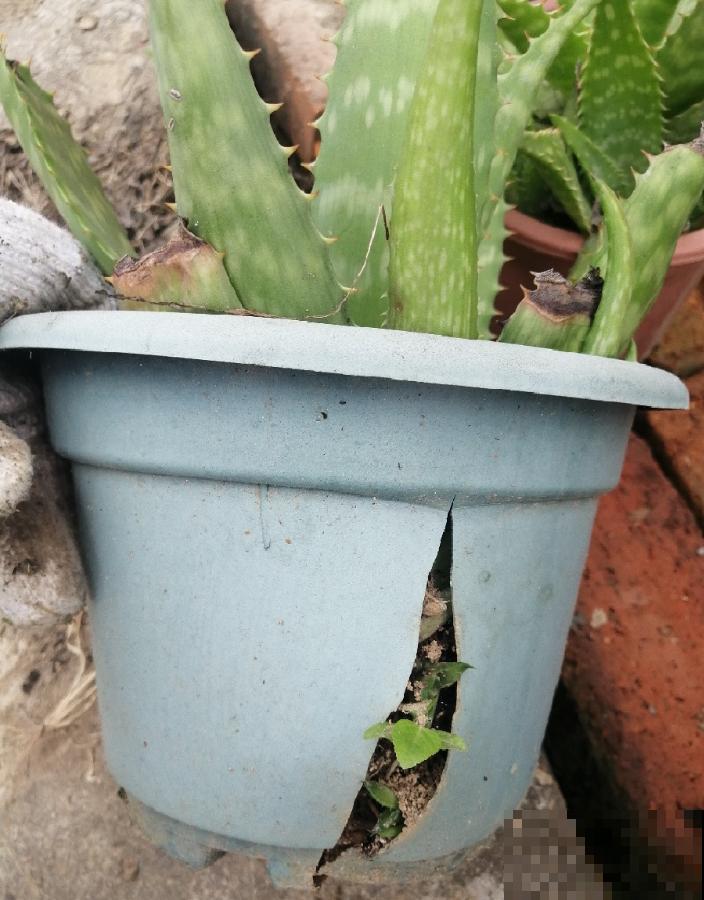 花上长了这个,再不换盆,就要憋死了! 花上长了这个,再不换盆,就要憋死了!