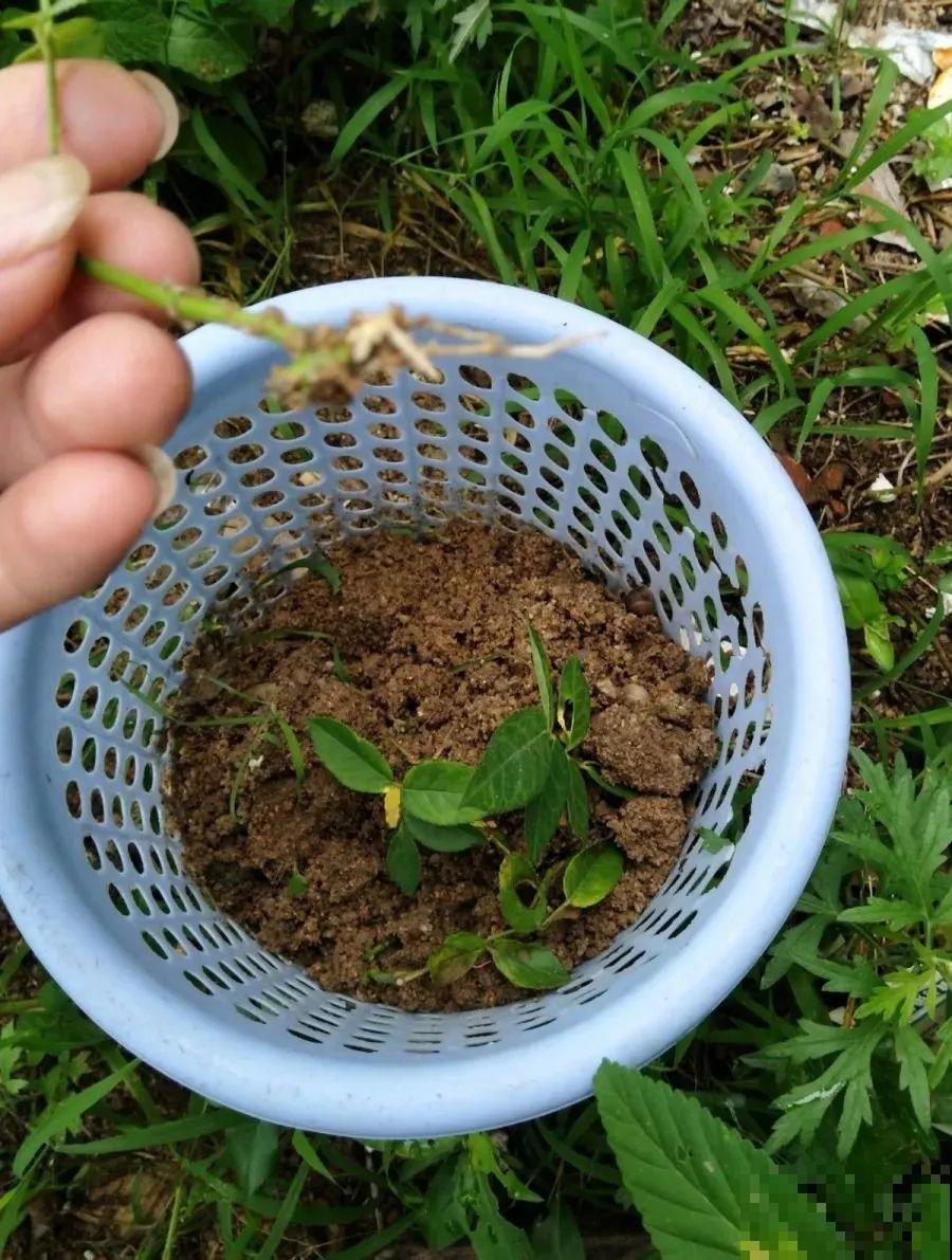 垃圾桶也能养花，扦插种菜样样行，省了不少买盆钱