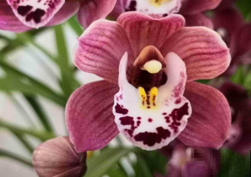 养兰花不如养这种花，花大如拳头，碾压其它年宵花！