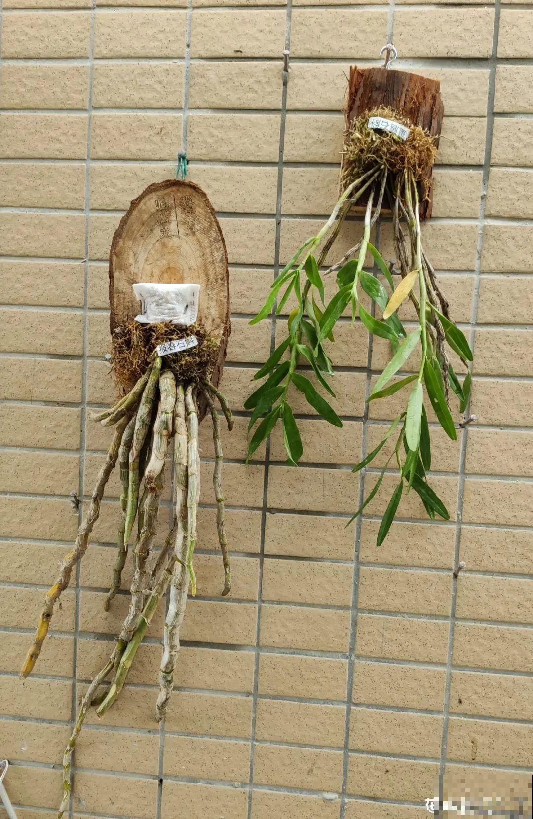 水培花只用水养，根系长得旺，太牛了！