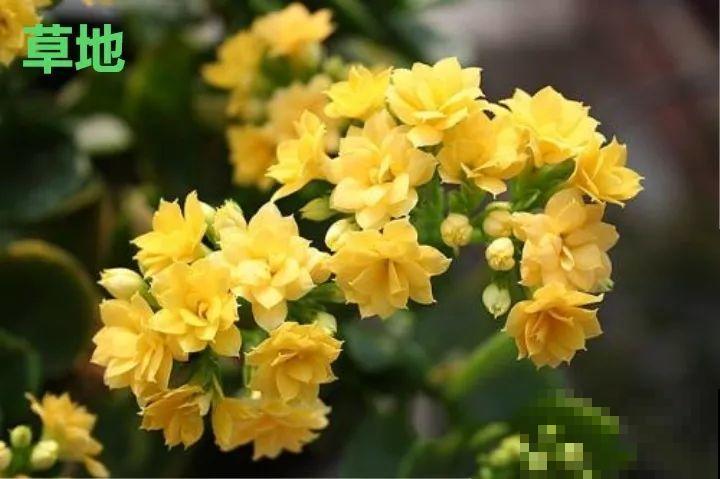 这种花品种多,花型好,养了你就爱上了! 这种花品种多,花型好,养了你就爱上了!