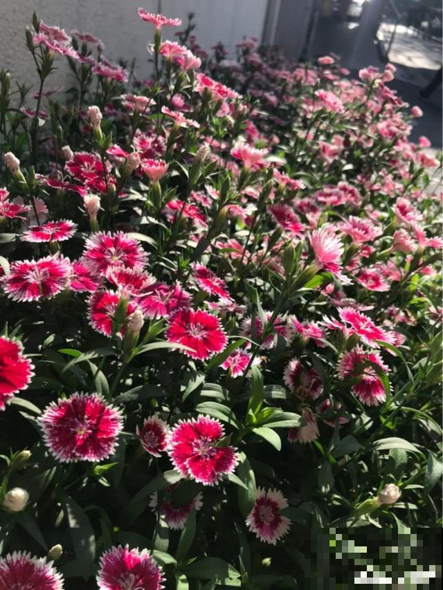 秋分后，绿化带捡种子，回家撒土里就活！