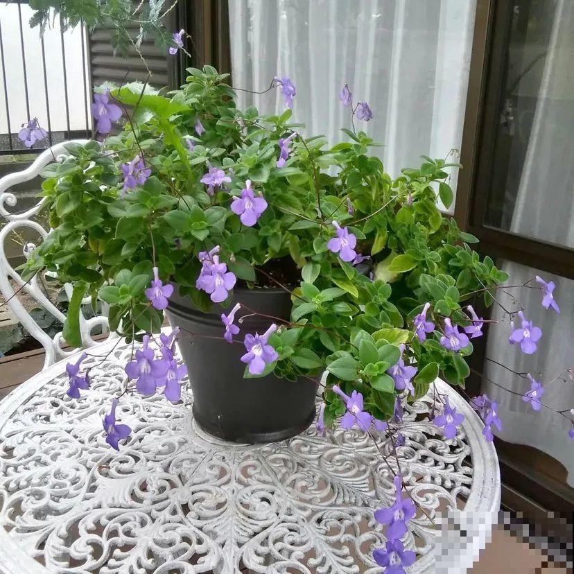 想省心就养这些花,没有病虫害,就爱开花! 想省心就养这些花,没有病虫害,就爱开花!