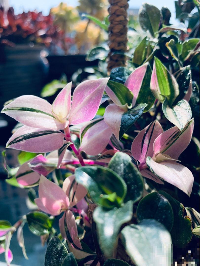 4种花，叶子比油画还要美，放在家里像艺术品