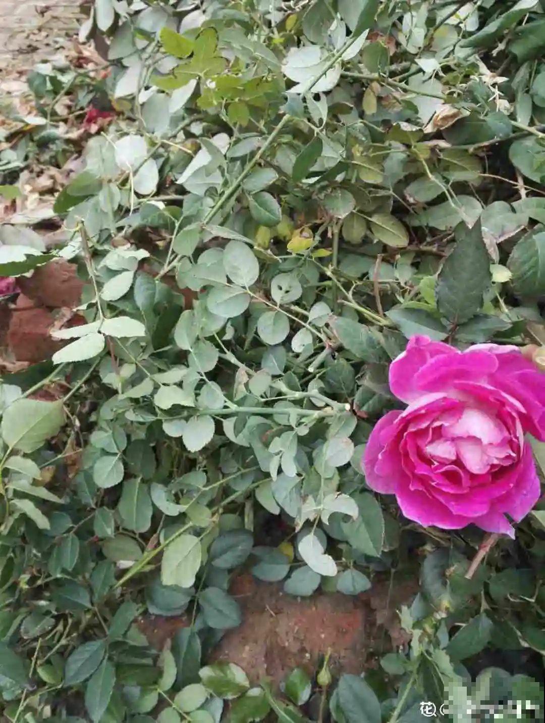 冬天扦插，只用一张塑料薄膜，就能长出小嫩芽