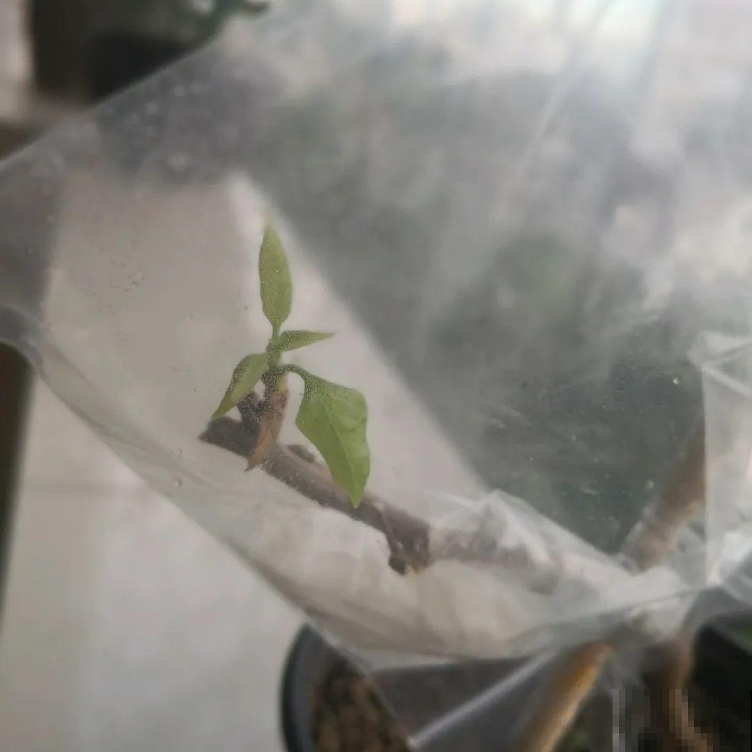 离家半个月，回来花全死了，别扔，还有救！