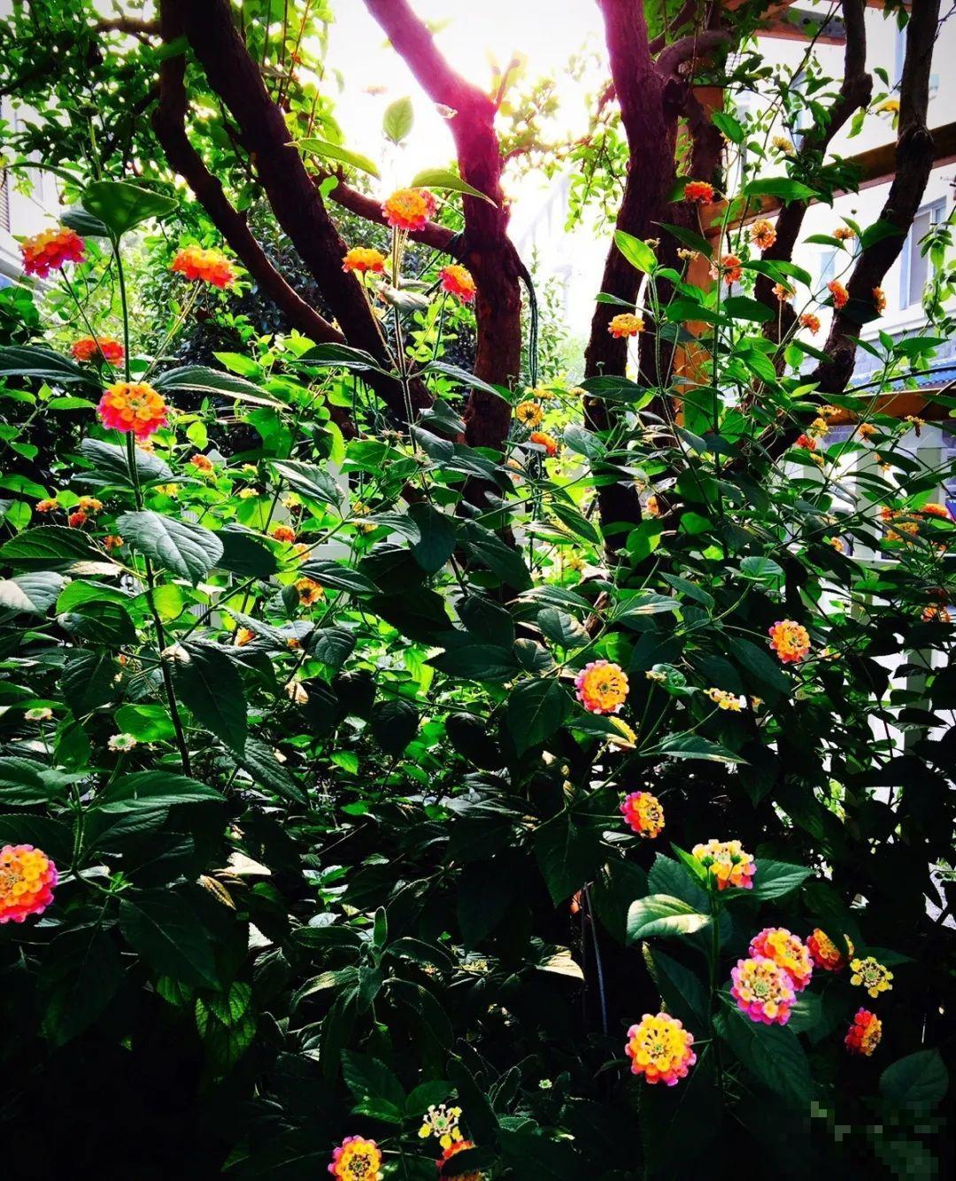 家里养了鱼腥草，吃都吃不完，泛滥了！