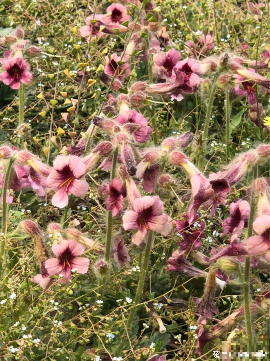 50种小时候常见的野草，现在几乎见不到了