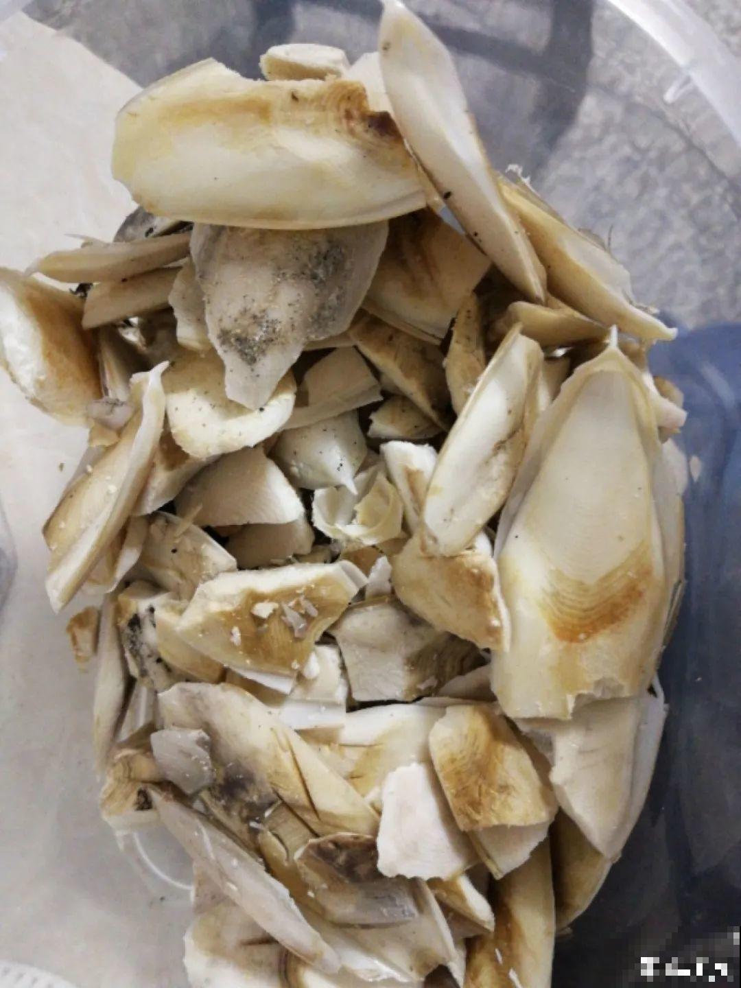 长寿总是不开花，黑塑料袋一套，立马咕噜噜冒花苞！