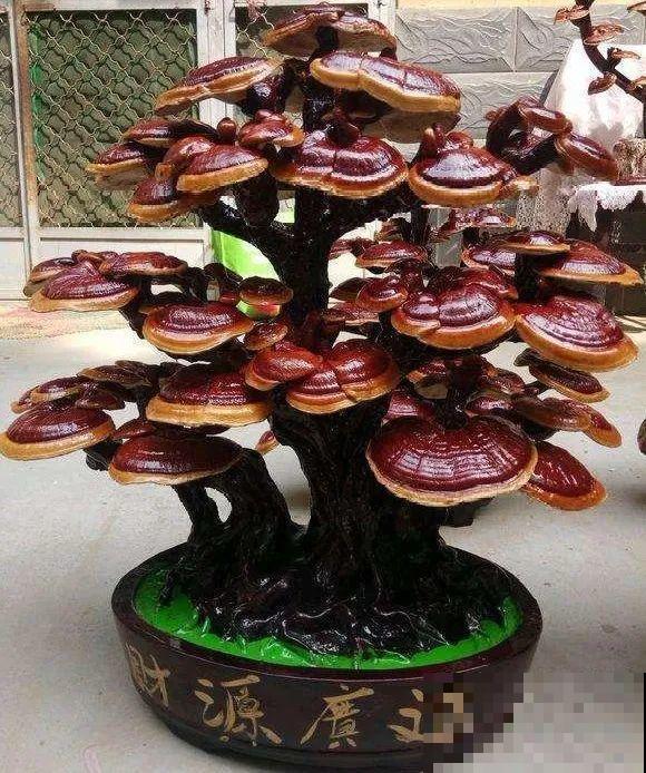 白菜在家养了8年,养成了老桩,长得可旺盛! 白菜在家养了8年,养成了老桩,长得可旺盛!