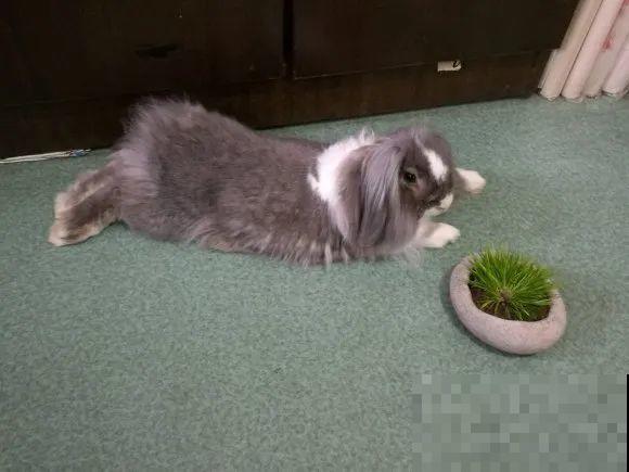 大螃蟹做花肥,秋天大补,花吃完就疯长了! 大螃蟹做花肥,秋天大补,花吃完就疯长了!