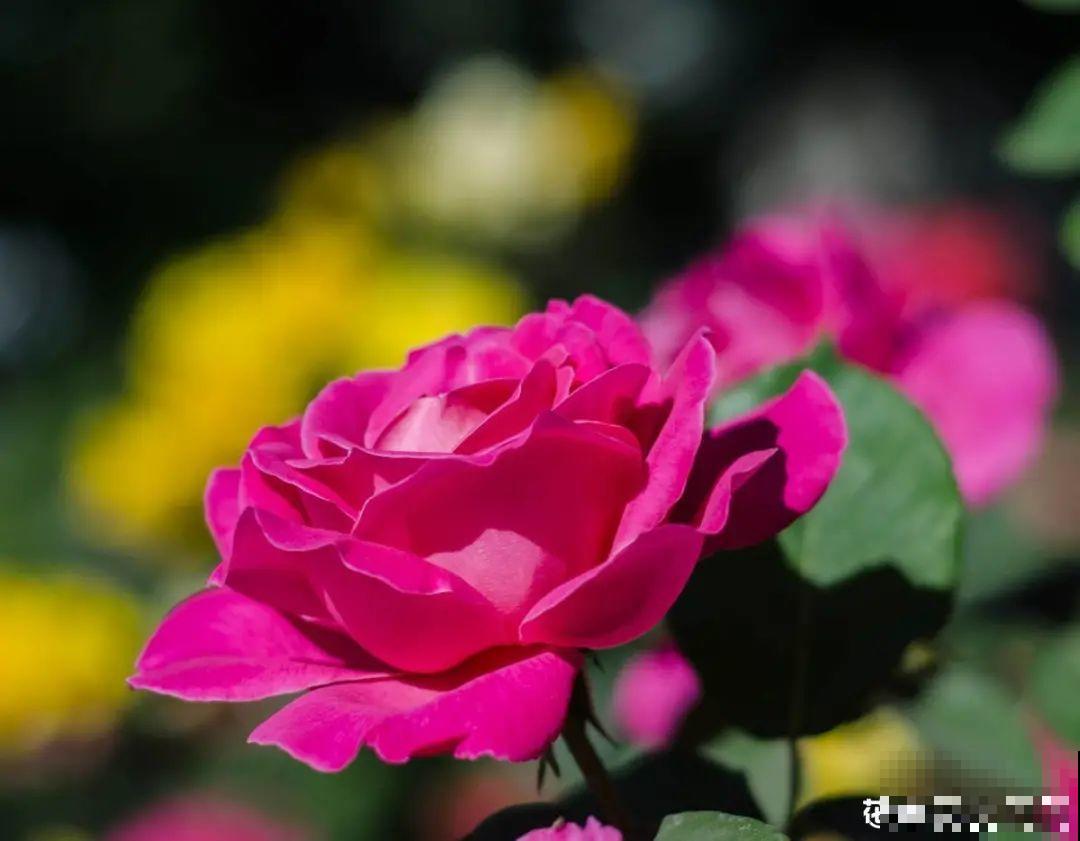 你在哪个城市，最适合养的花就是它！