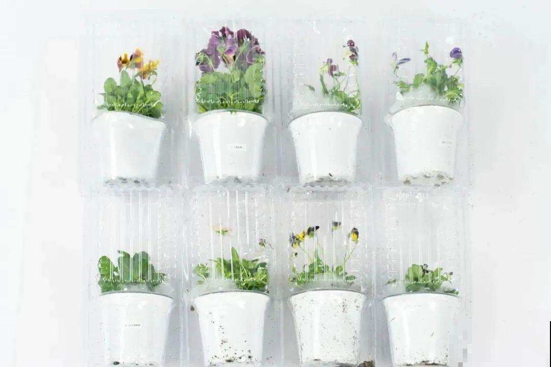 特耐寒的懒人花，-10℃冻不死，不用管也能开爆盆！