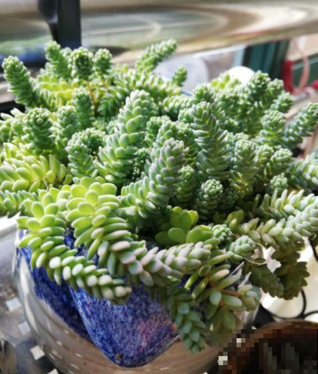 这种多肉就欠晒,越晒越上色,五彩斑斓美爆了! 这种多肉就欠晒,越晒越上色,五彩斑斓美爆了!