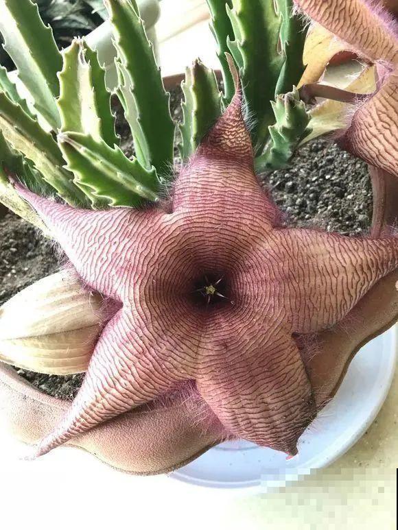 1种花叫大花犀角，闻久了头晕，家里养要小心！