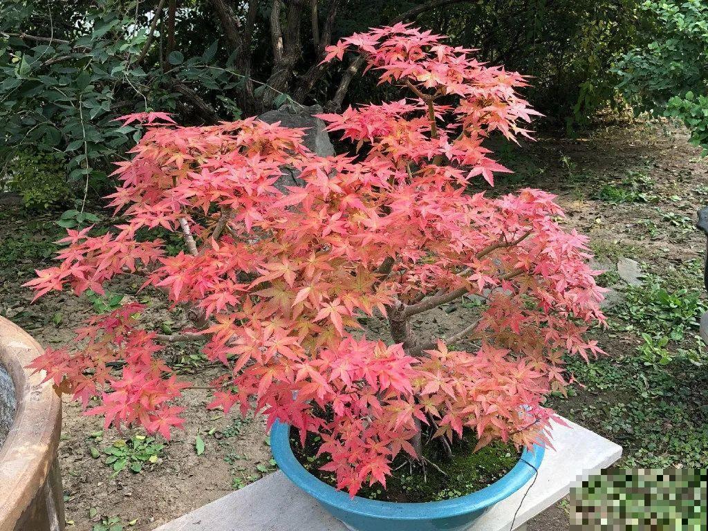 4种花养成老桩，价格能翻好几倍，开花也更多