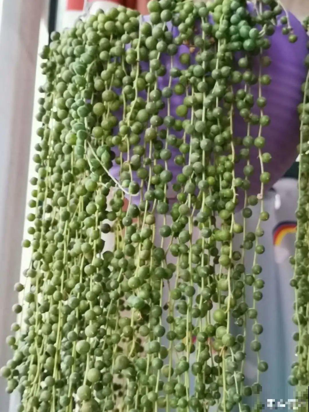 家里养棵球兰，开花漂亮，香味浓郁