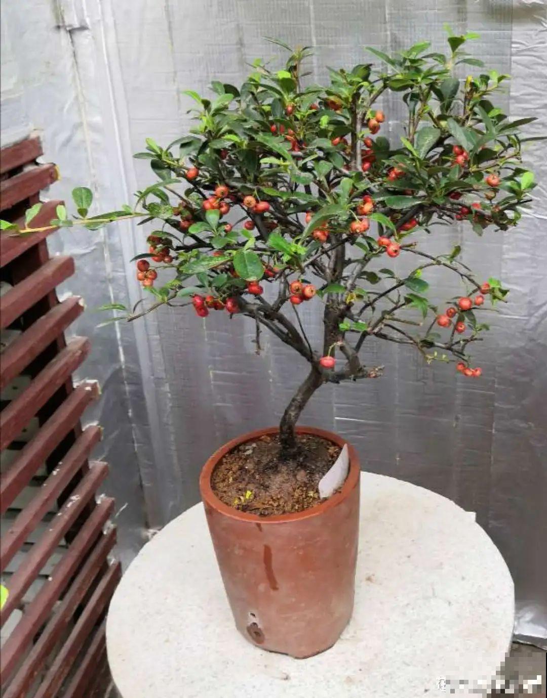 农村当柴火的花，花市卖得可贵，你认识几种？