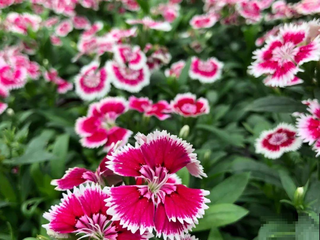 逛花市必买的花，十月入手刚刚好，不买亏大了！