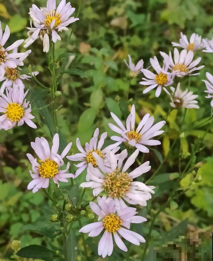 秋日开花多，美景拍下来，留住最美一刻