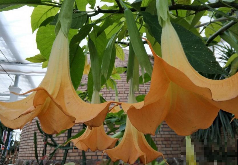 美艳毒辣的曼陀罗，一不小心就中毒，人人看了绕路走！