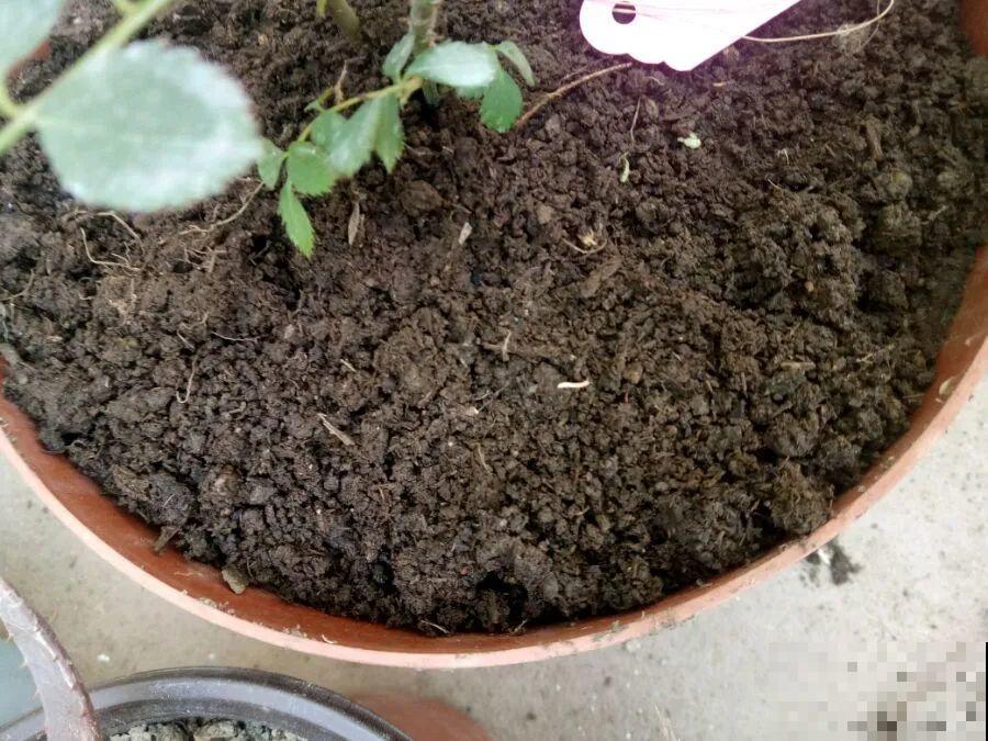 最好用的养花肥，盆里撒一把，1年不用换盆了！