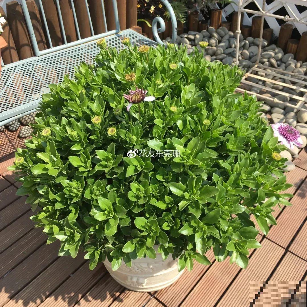 蓝目菊简直就是开花机器,一年能开上百天,盆盆爆成大花球! 蓝目菊简直就是开花机器,一年能开上百天,盆盆爆成大花球!