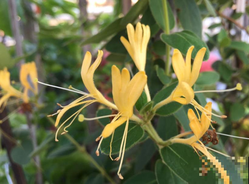 植物命名的5种方式,新奇有趣! 植物命名的5种方式,新奇有趣!