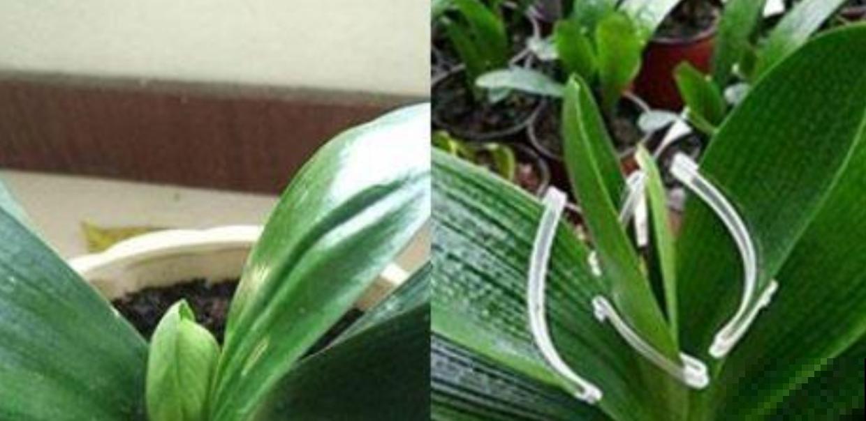 君子兰长歪太丑？找个纸板剪一剪，轻松变身矫正神器！
