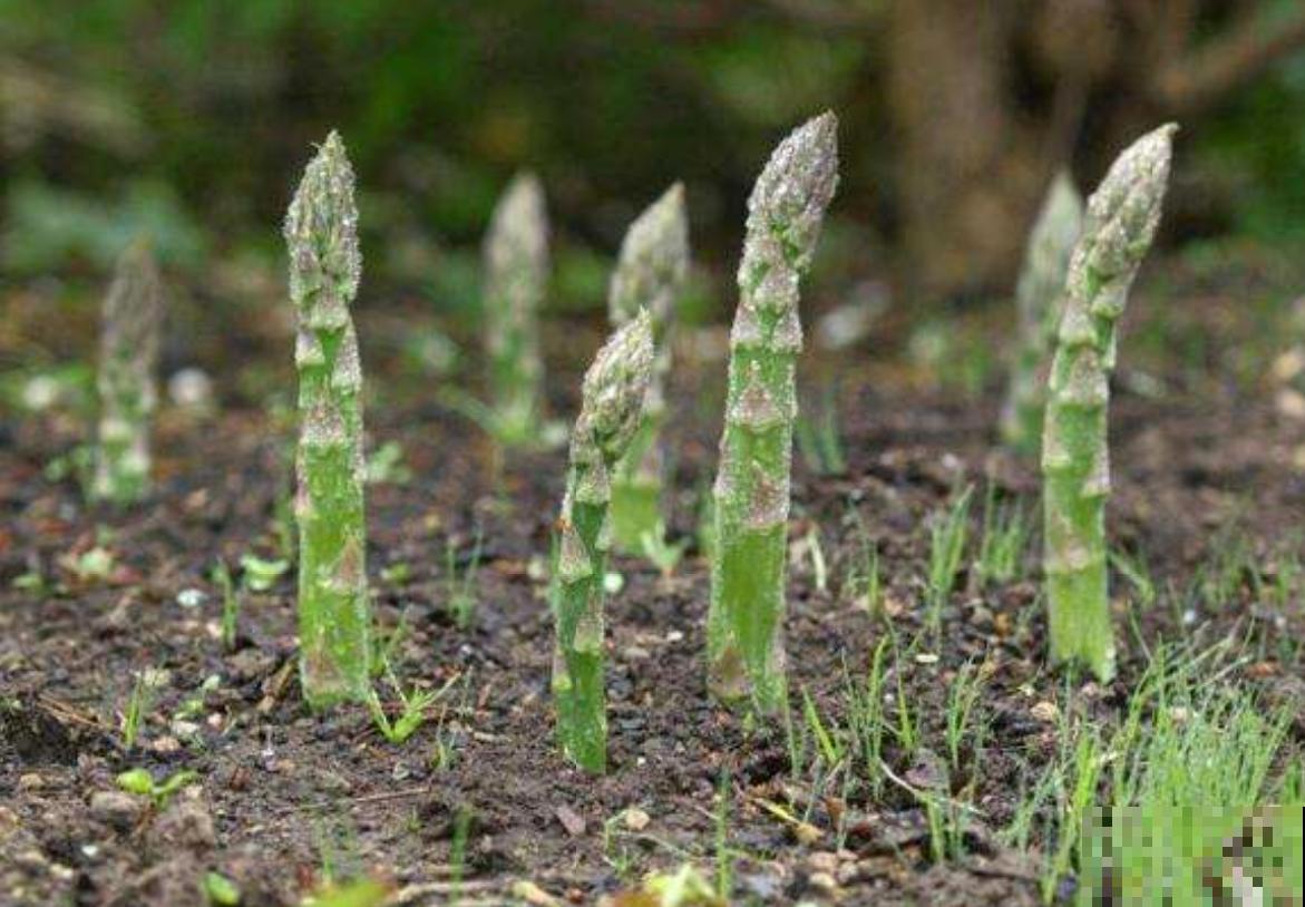 芦笋美味,冬天也能吃,买个种根就能种,太实惠! 芦笋美味,冬天也能吃,买个种根就能种,太实惠!