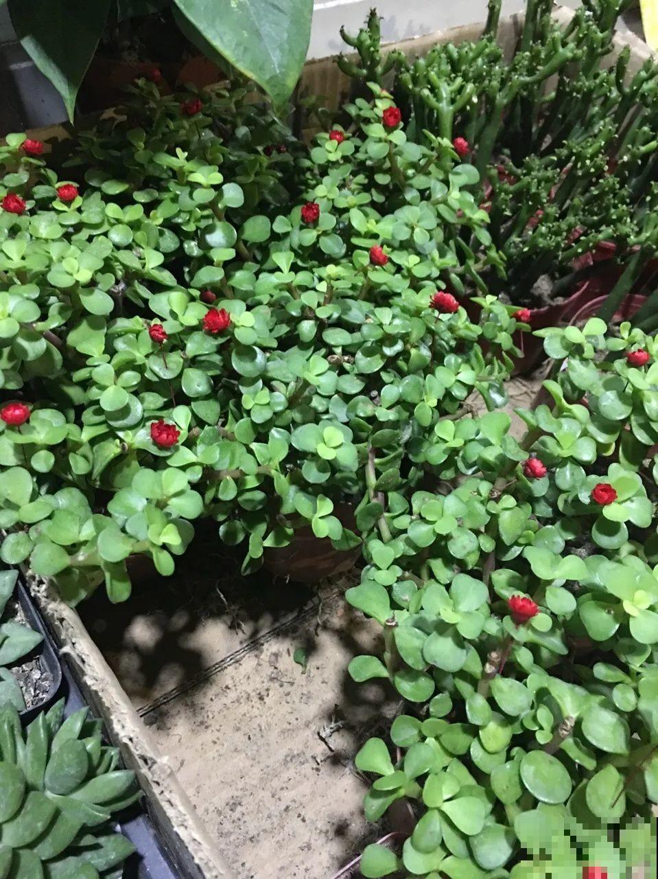 金枝玉叶开花了,特罕见,比雅乐之舞还美! 金枝玉叶开花了,特罕见,比雅乐之舞还美!