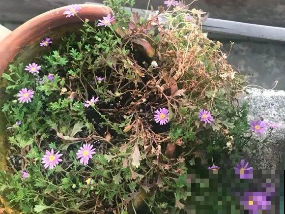 离家半个月，回来花全死了，别扔，还有救！