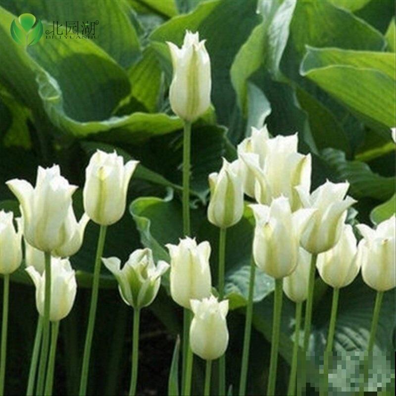 郁金香，大气又可爱，闻多了会“上头”！