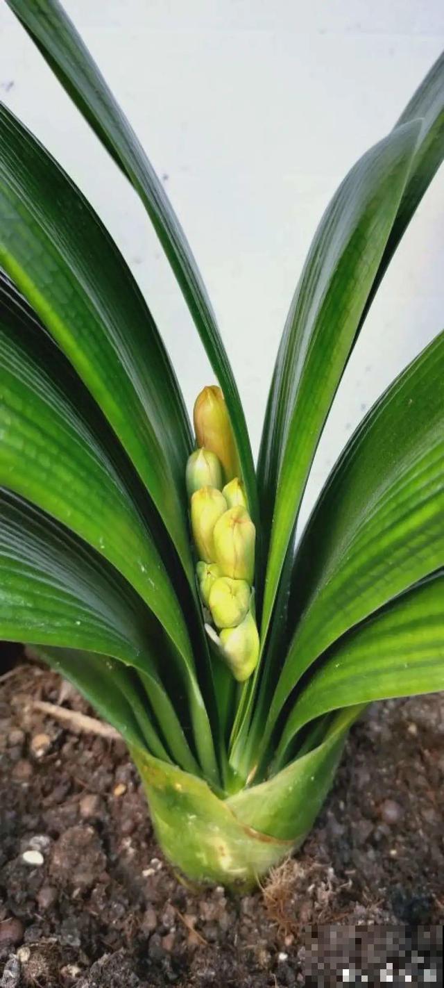 这花最娇气，叶子一喷水，立马就烂了！