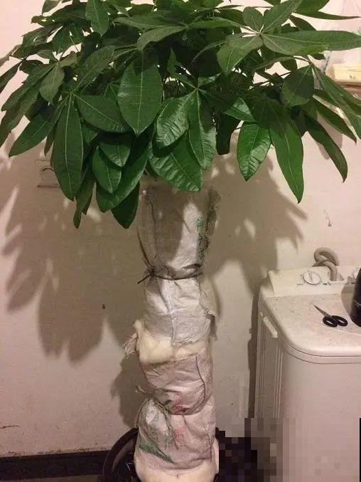 寒潮来了，害怕花受冻，赶紧这么做！