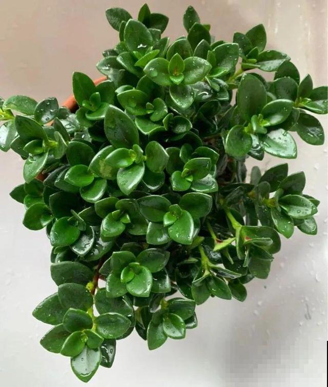 冬天就养耐阴花，没光也能开爆盆，扔角落自己疯长！